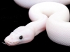 snake_600x428