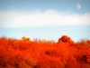 1-miasto-_800x439